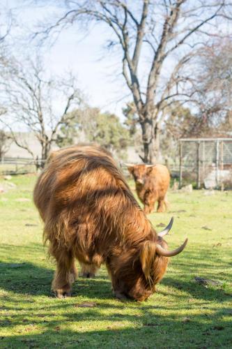 a long haired yak grazing in a field at Ratho Farm in Bothwell