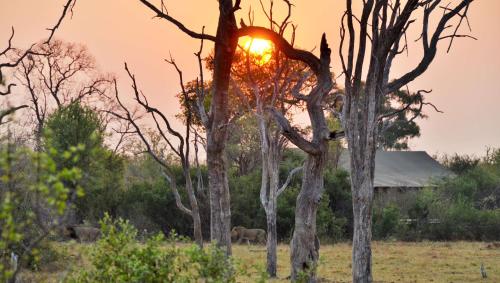 a lion standing in a field with the sun behind trees at Nogatsaa Pans Chobe Lodge in Kasane