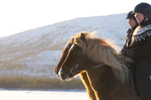 Photo de la galerie de l'établissement Ofelaš Islandshästar & Guideservice, à Kiruna