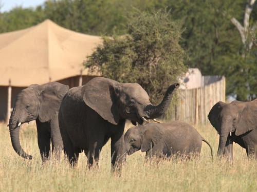 a group of elephants standing in a field at One Nature Nyaruswiga Serengeti in Banagi