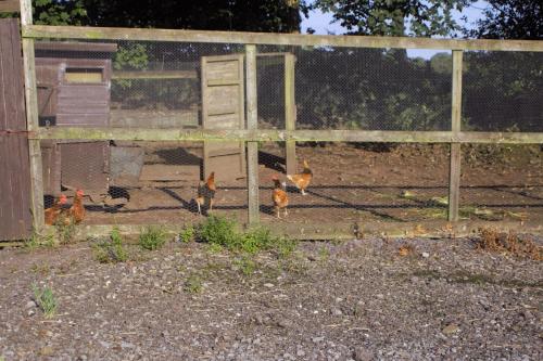 Gallery image of Plas Newydd Farm in Llanedy