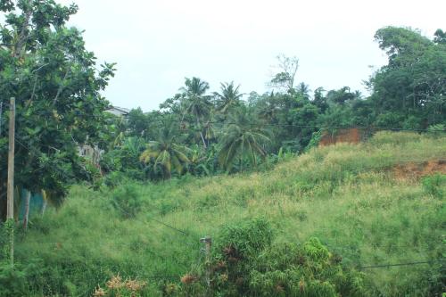a grassy hill with palm trees in the background at Lake View Villa in Mirissa