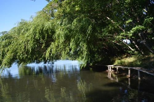a tree hanging over a body of water at Coyunche Cabañas y Camping Laja & San Rosendo in Laja