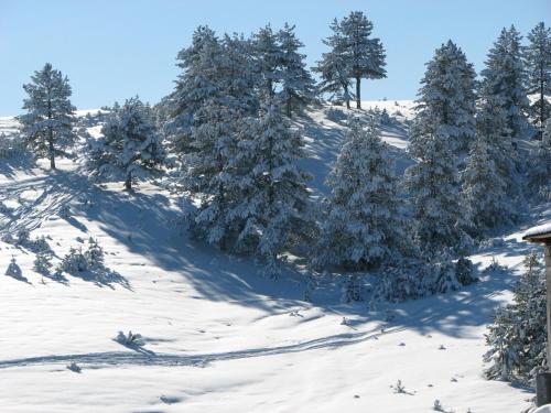 a group of trees on a snow covered slope at Chalet Four Seasons in Zlatibor