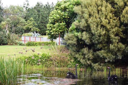 a bunch of bananas on a tree in a park at The Lakes - Kai Iwi Lakes Exclusive Retreat in Kaihu