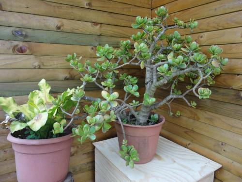two potted plants on a table in front of a wooden wall at Cabañas Akiko in Hanga Roa