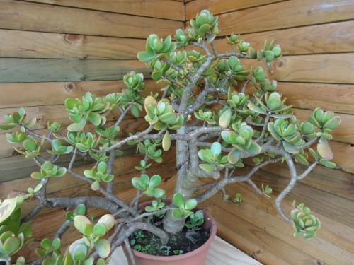 a bonsai tree in a pot on a wooden wall at Cabañas Akiko in Hanga Roa