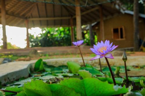 Taman di luar Sea Heart House on Koggala Lake