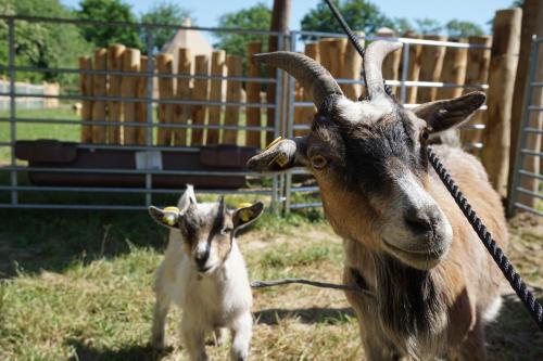 a goat and a baby goat in a pen at Camp Hverringe in Dalby