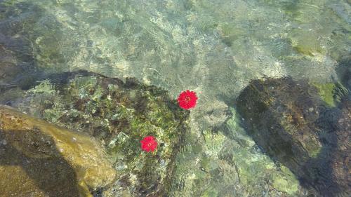 a painting of rocks with red flowers in the water at Linamare Eolos in Kivérion