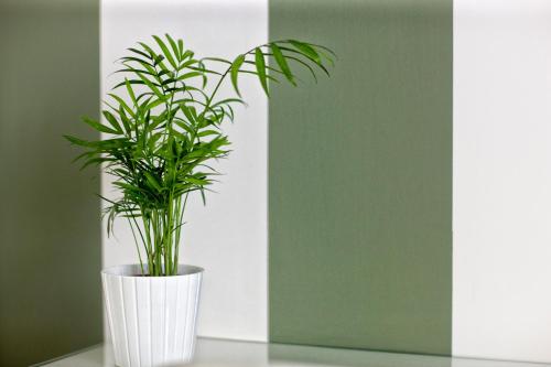 a green plant in a white vase on a table at B&B Kalavrìa in Reggio Calabria