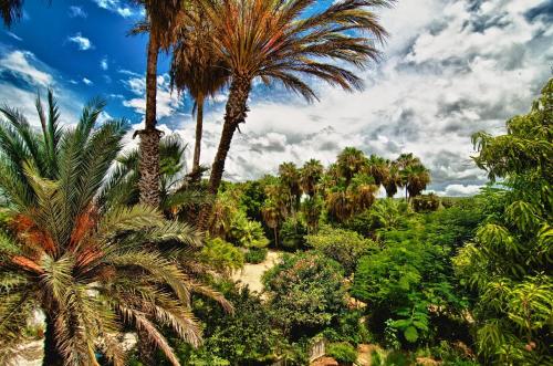 a group of palm trees in a garden at Hacienda Todos Los Santos in Todos Santos