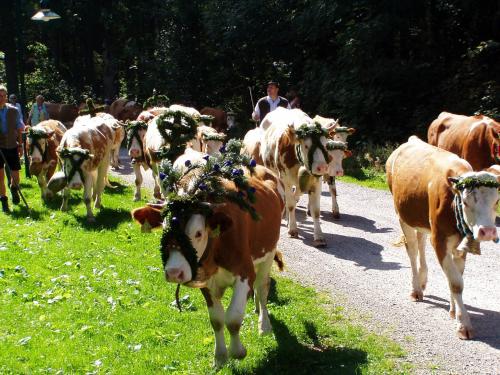 a herd of cows walking down a road at Gästehaus Pfatischer Hotel Fewo in Rottach-Egern