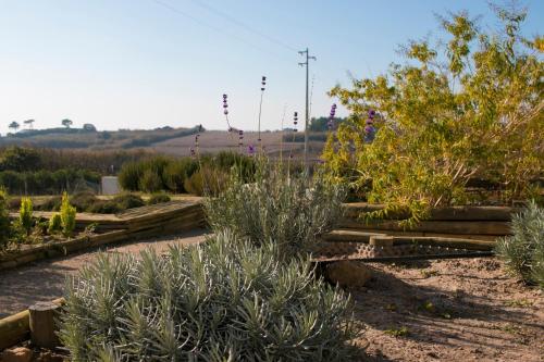 a garden with plants and trees in a field at Entre Vinhas & Mar in Óbidos