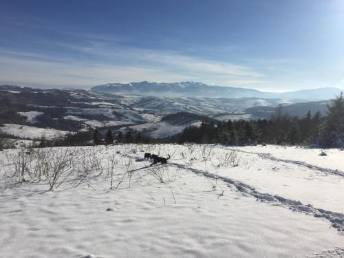 a dog sitting on top of a snow covered hill at Sadyba Pikuy in Bilasovytsya