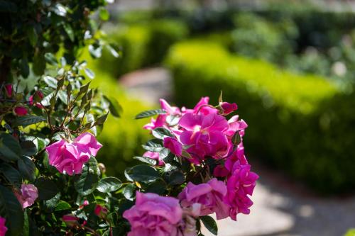 a bunch of pink flowers in a garden at Barossa House in Tanunda