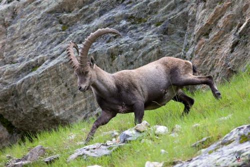 a ram running in a field of grass at Ferienhaus Alpen Lodge und die Gams in Neurur