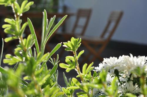 a bunch of white flowers with a chair in the background at Gästehaus Hofer in Gumpoldskirchen