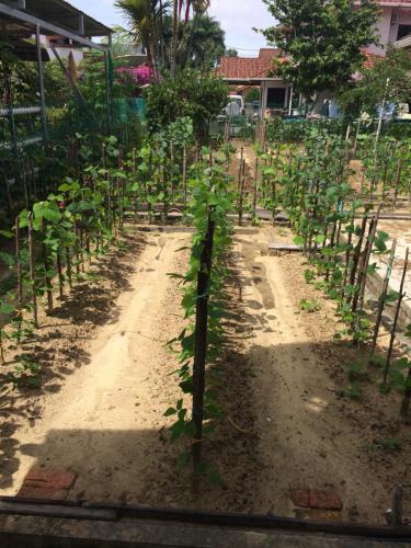 a row of green plants in a garden at Golden Swan Sibu Homestay in Sibu