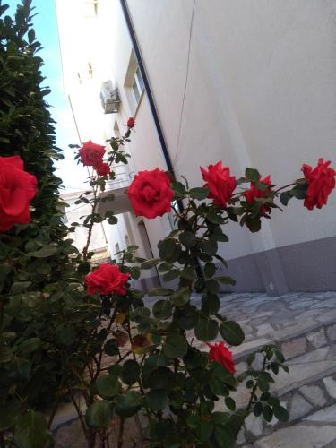 a group of red roses in front of a building at Royal Apartments in Neum