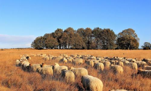 a herd of sheep grazing in a field at B&B De Achterdiek in Ruinen