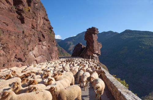 a large herd of sheep walking along a mountain wall at Relais Des Alpes in Guillaumes