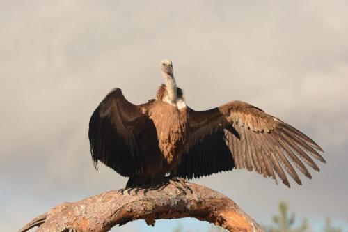 a vulture perched on top of a tree branch at Hospedium Hostal Almanzor in Navarredonda de Gredos