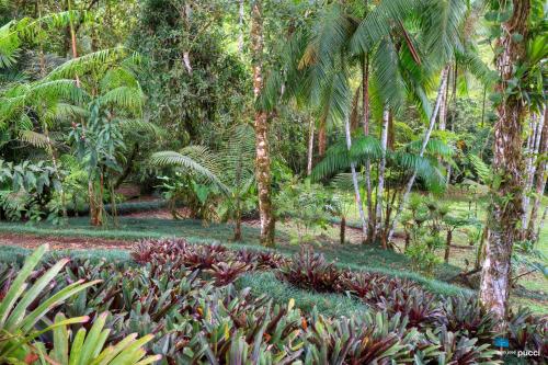 a garden with many plants and palm trees at Estación Biológica Las Cruces y Jardín Botánico Wilson in San Vito