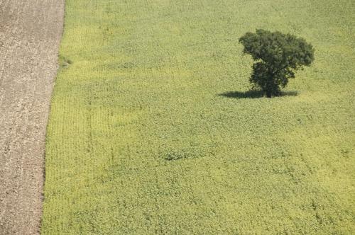 a green field with a tree in the middle at Tenuta Tredici Ulivi in Senigallia