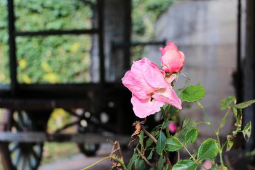 Taman di luar Casa Buonumore