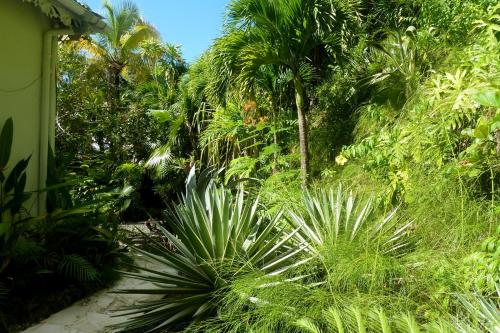 a garden with palm trees and plants at Les Hauts de Terrasson in Les Abymes