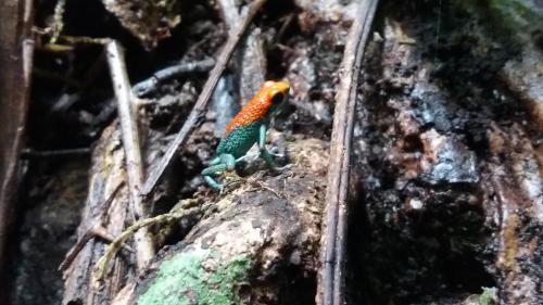 a green and orange lizard sitting on a tree branch at Osa House - Drake Corcovado Tours in Drake