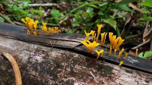 a group of yellow flowers on top of a log at Osa House - Drake Corcovado Tours in Drake
