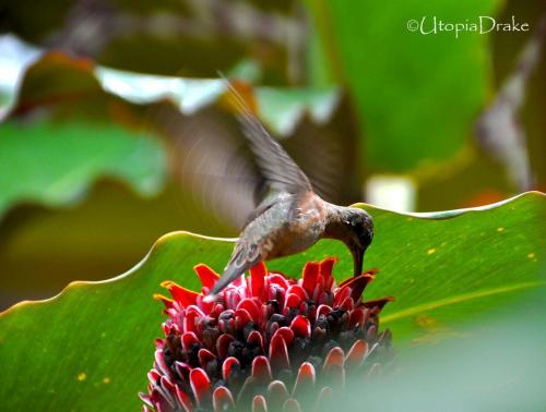 a hummingbird is flying around a red flower at Osa House - Drake Corcovado Tours in Drake