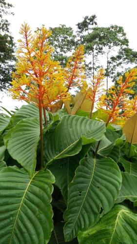 a plant with green leaves and orange flowers at Osa House - Drake Corcovado Tours in Drake