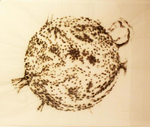 a drawing of a frog on a table at Culture Hotel Centro Storico in Naples