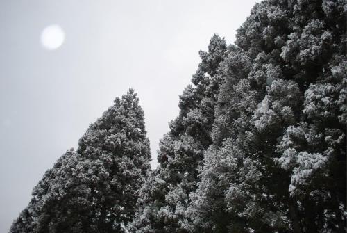 three tall pine trees with snow on them at Goemon Kyoto Japan in Kyoto