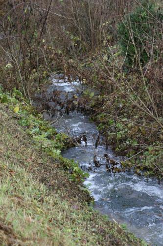 a group of ducks swimming in a river at B&B Arlesbrunnen in Egloffstein