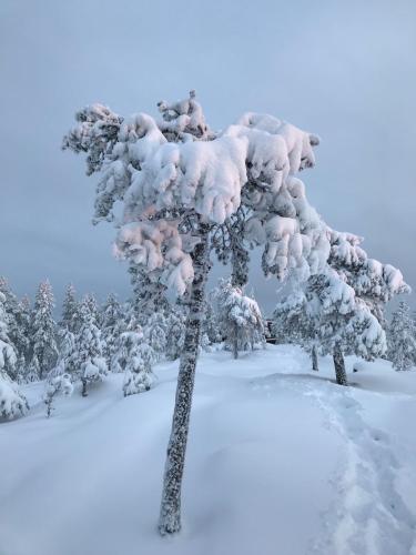 un albero coperto di neve in una neve foresta coperta di Sampo Studios a Rovaniemi