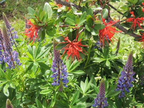 a garden with purple and red flowers and green plants at Complejo "Nahuel Pan " in El Chalten