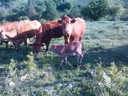 Άλλα ζώα σε αυτό το κατάλυμα σε φάρμα ή στη γύρω περιοχή