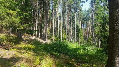 a forest with tall trees and green plants at Malebná chalupa u Javorníku na Šumavě in Vacov