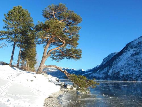 a tree in the snow next to a body of water at Apartments Fuchs in Grundlsee