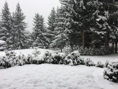 a yard covered in snow with trees in the background at Apartmány Pinie Lipno in Lipno nad Vltavou