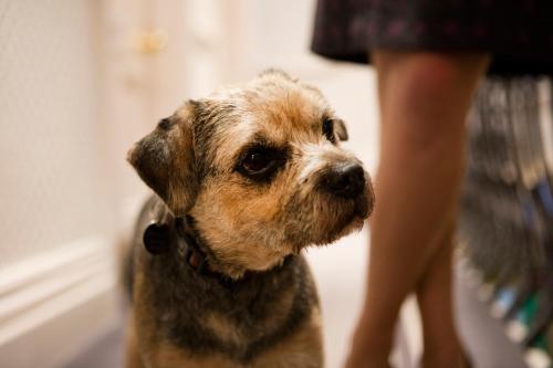a brown dog sitting next to a woman at The Roseate Villa Bath in Bath