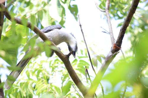 a bird perched on top of a tree branch at City Paradise Dambulla in Dambulla
