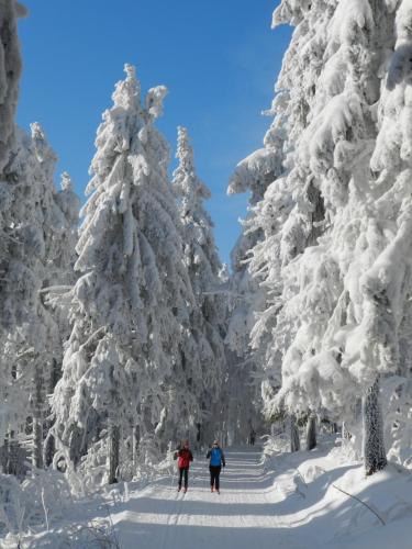 two people skiing through a snow covered forest with snow covered trees at Kramářova chata in Orličky