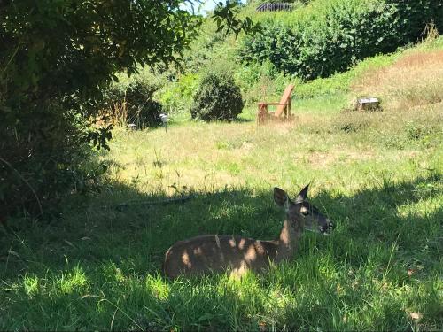 a deer laying in the grass in a field at Mermaid's Muse Bed and Breakfast in Brookings