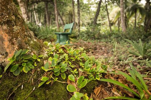 a green bench sitting in the middle of a forest at La Diosa Nature Lodge in Cahuita
