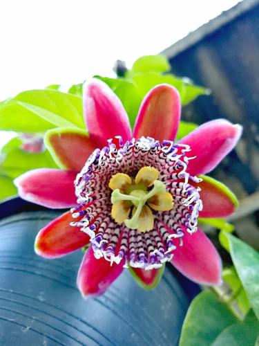 a pink flower sitting in a blue vase at Lampang Lanna Home in Lampang